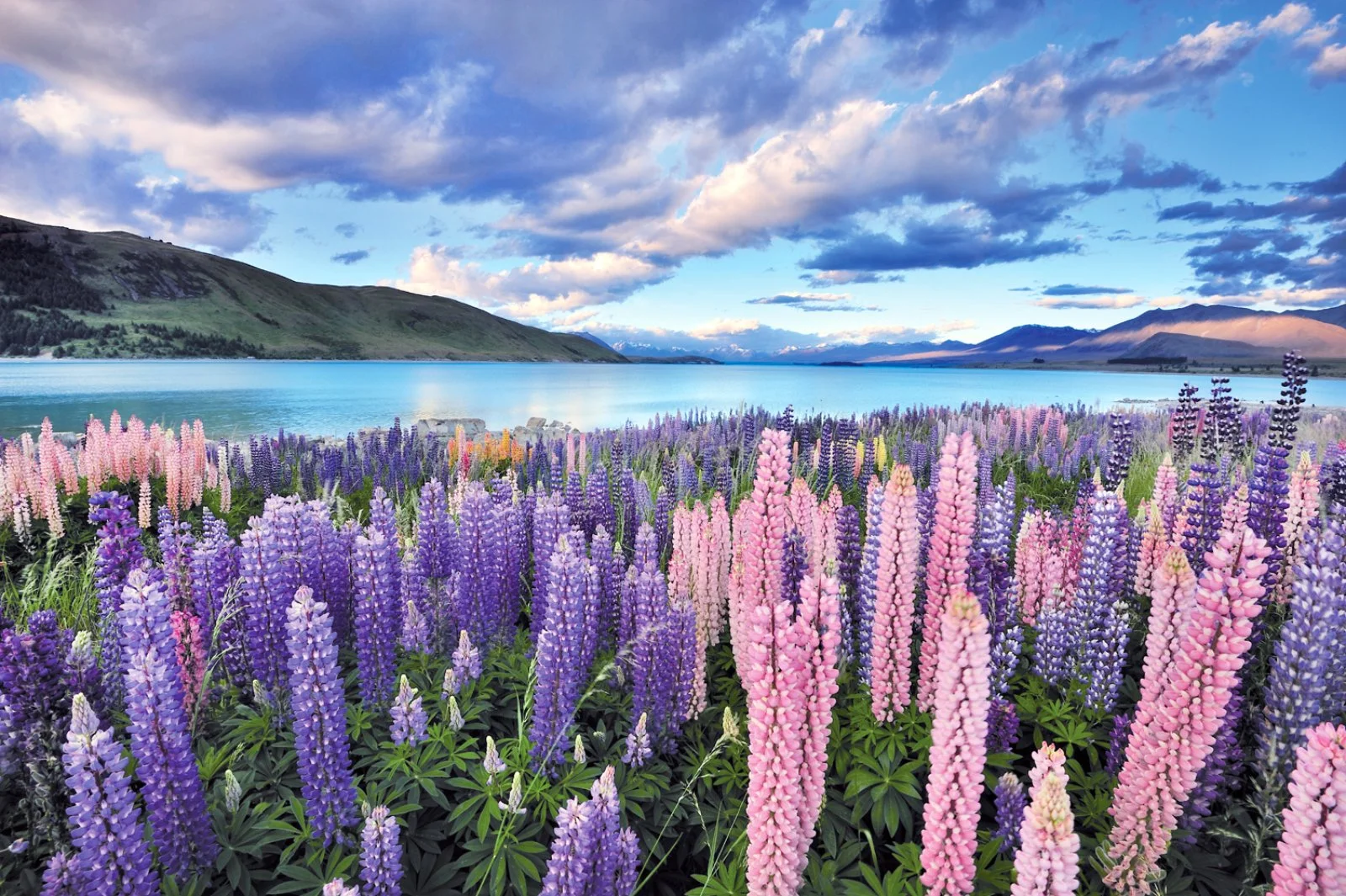 Christchurch - Tekapo