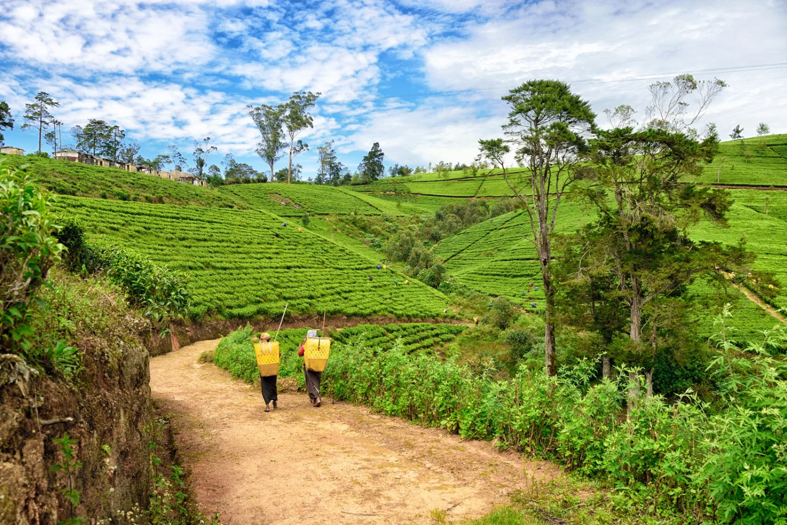 Nuwara Eliya - Undawalawe