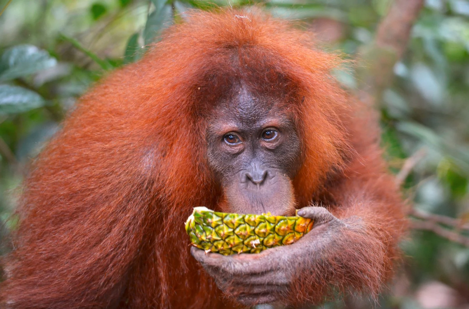 Magic Gambuh - Bukit Lawang