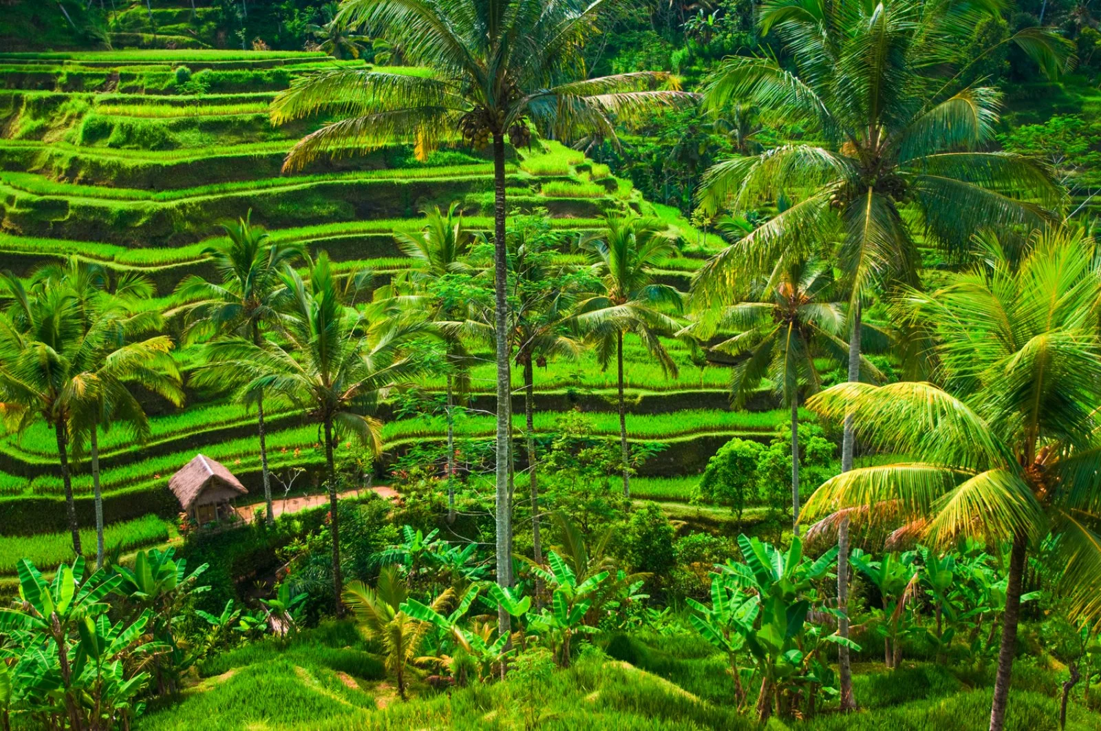 Voyager Bali E Komodo - Ubud