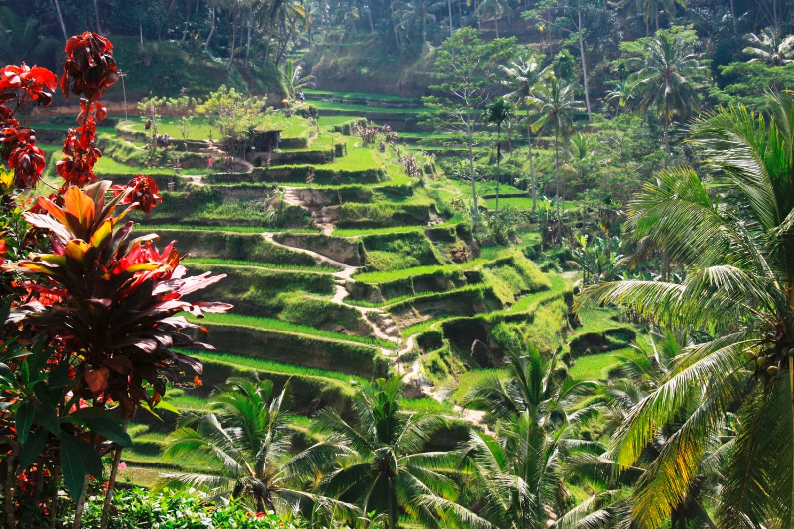 Ubud - Jatiluwih - Candikuning - Ulun Danu - Tanah Lot - Ubud
