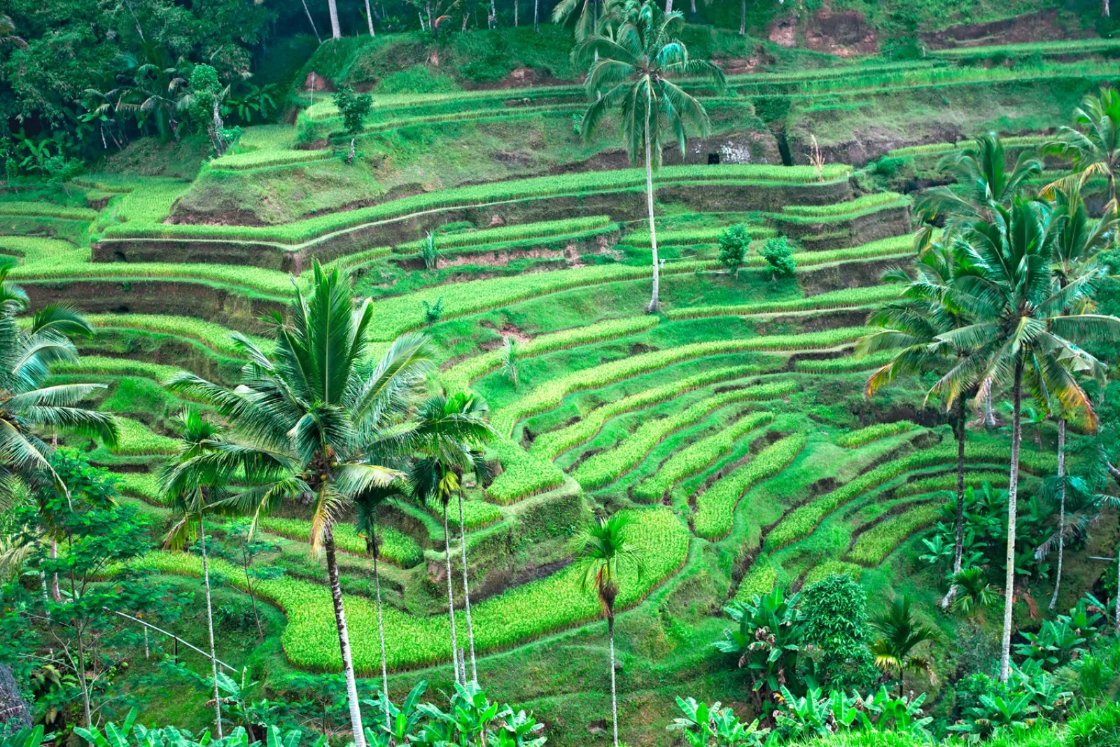 Ubud - Kintamani - Besakih - Ubud