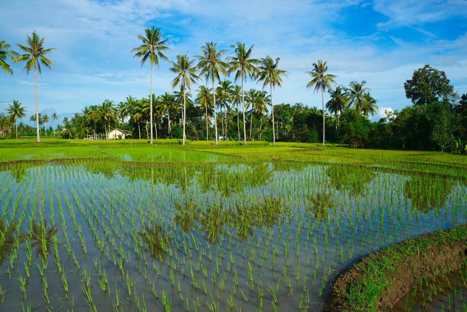 Banyuwangi - Ijen - Ubud