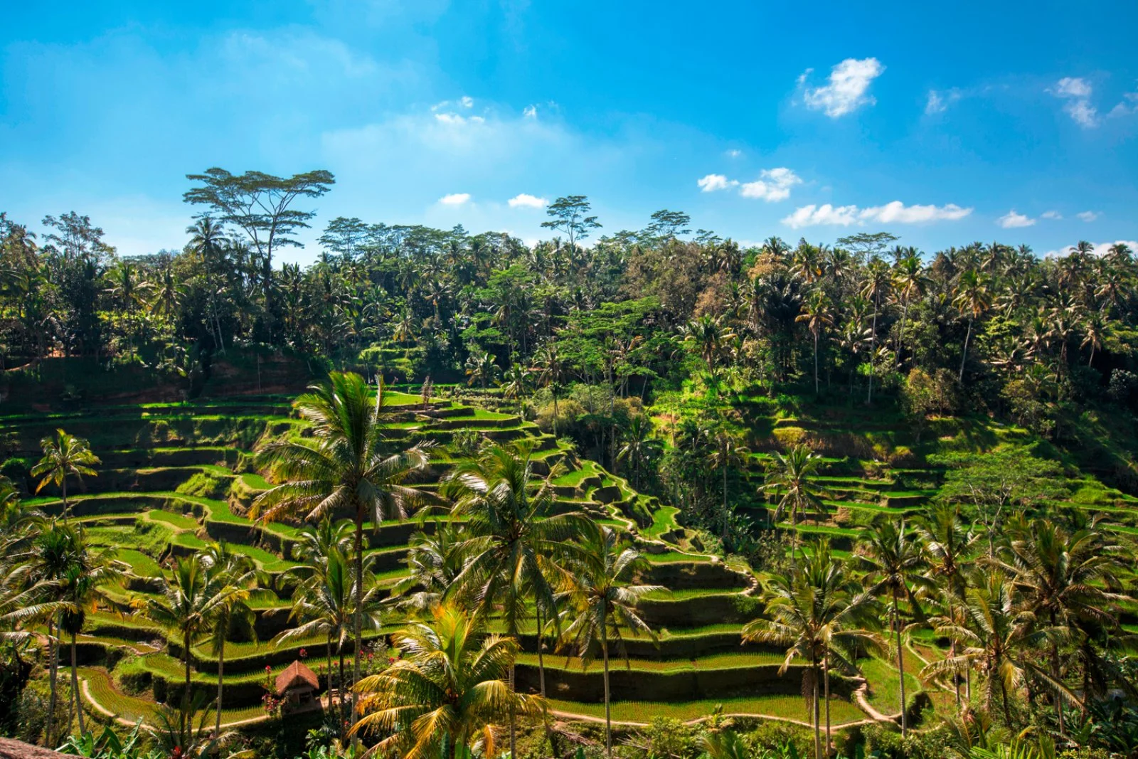 Ubud - Kintamani - Besakih - Ubud - immagine 3 di 4