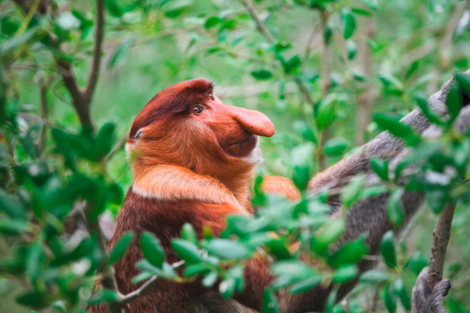 Kuching - Bako National Park - Kuching - immagine 2 di 5