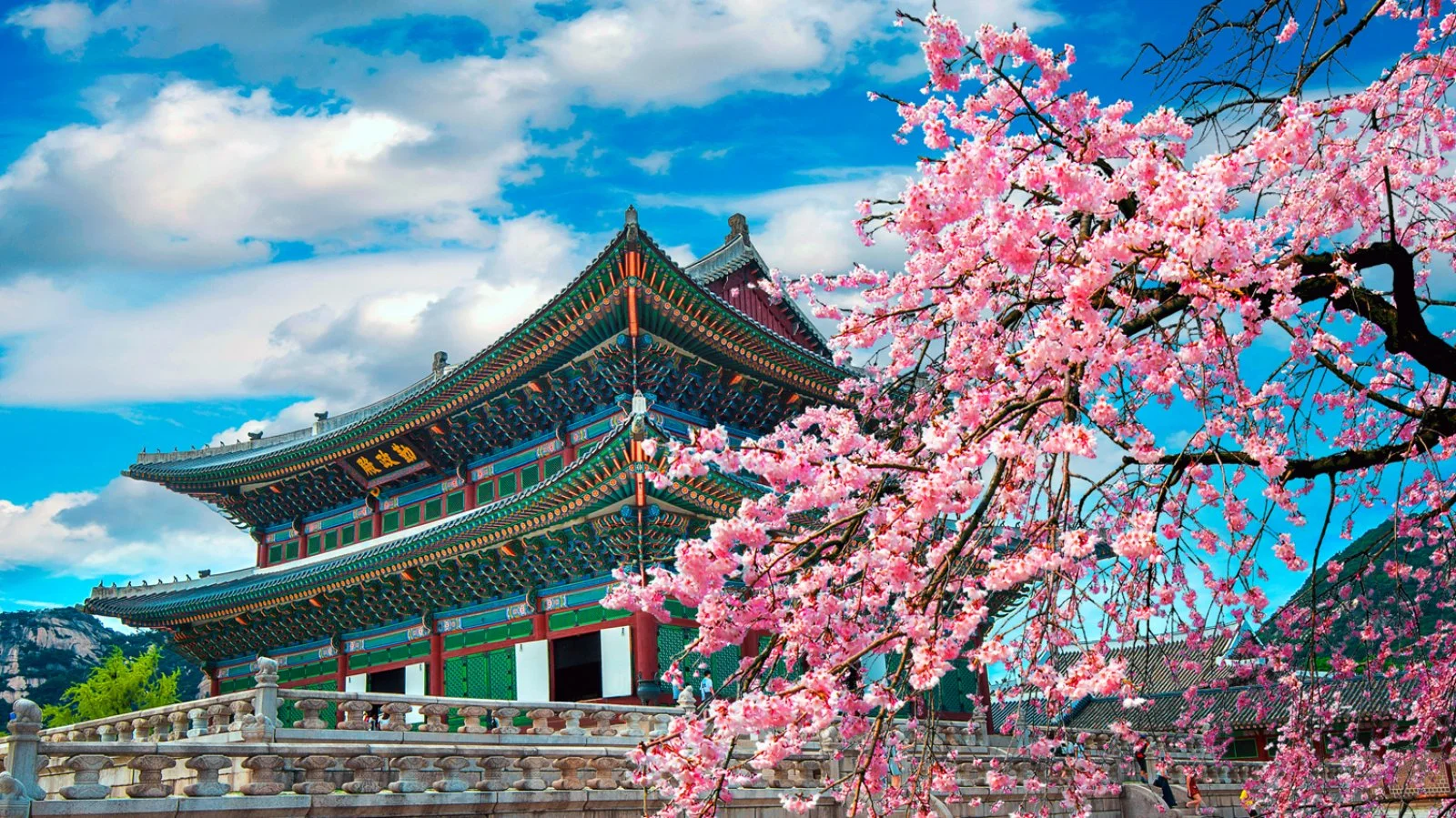 Voyager Kimchi - Seoul, Fioritura Dei Ciliegi