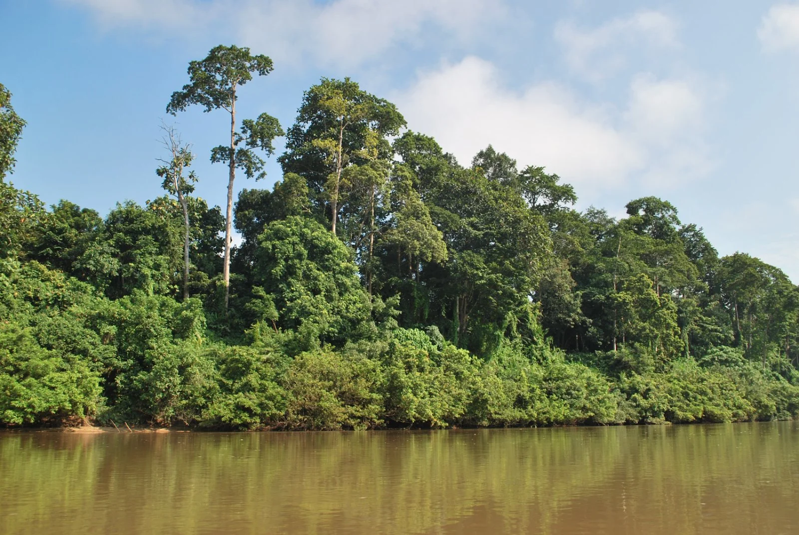 Kuala Lumpur - Taman Negara - immagine 2 di 2