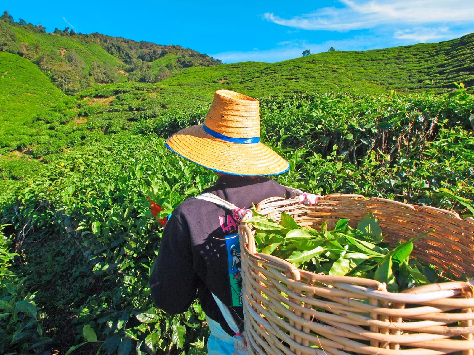 Penang - Medan - Bukit Lawang - immagine 2 di 2