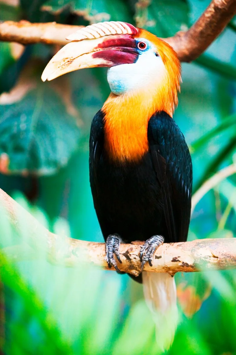 Bukit Lawang - Berastagi - immagine 1 di 2