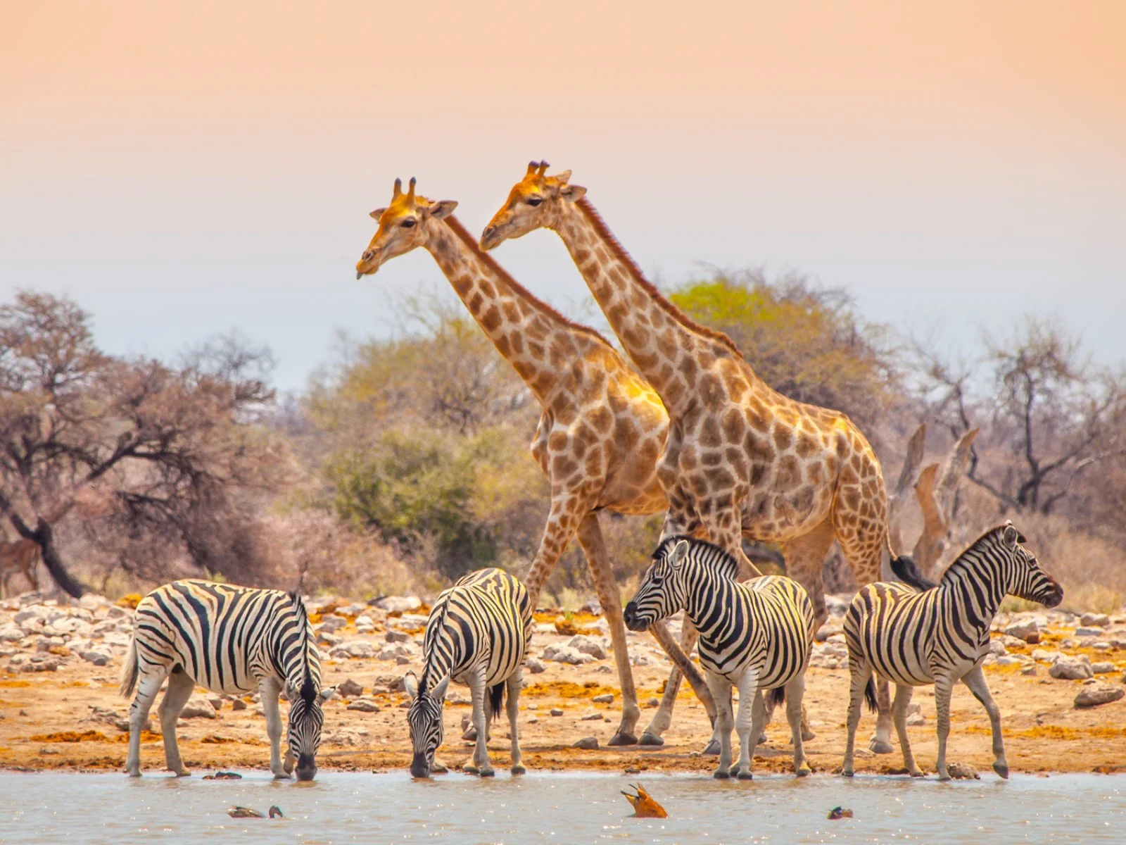 Damaraland - Villaggio Himba – Parco Etosha