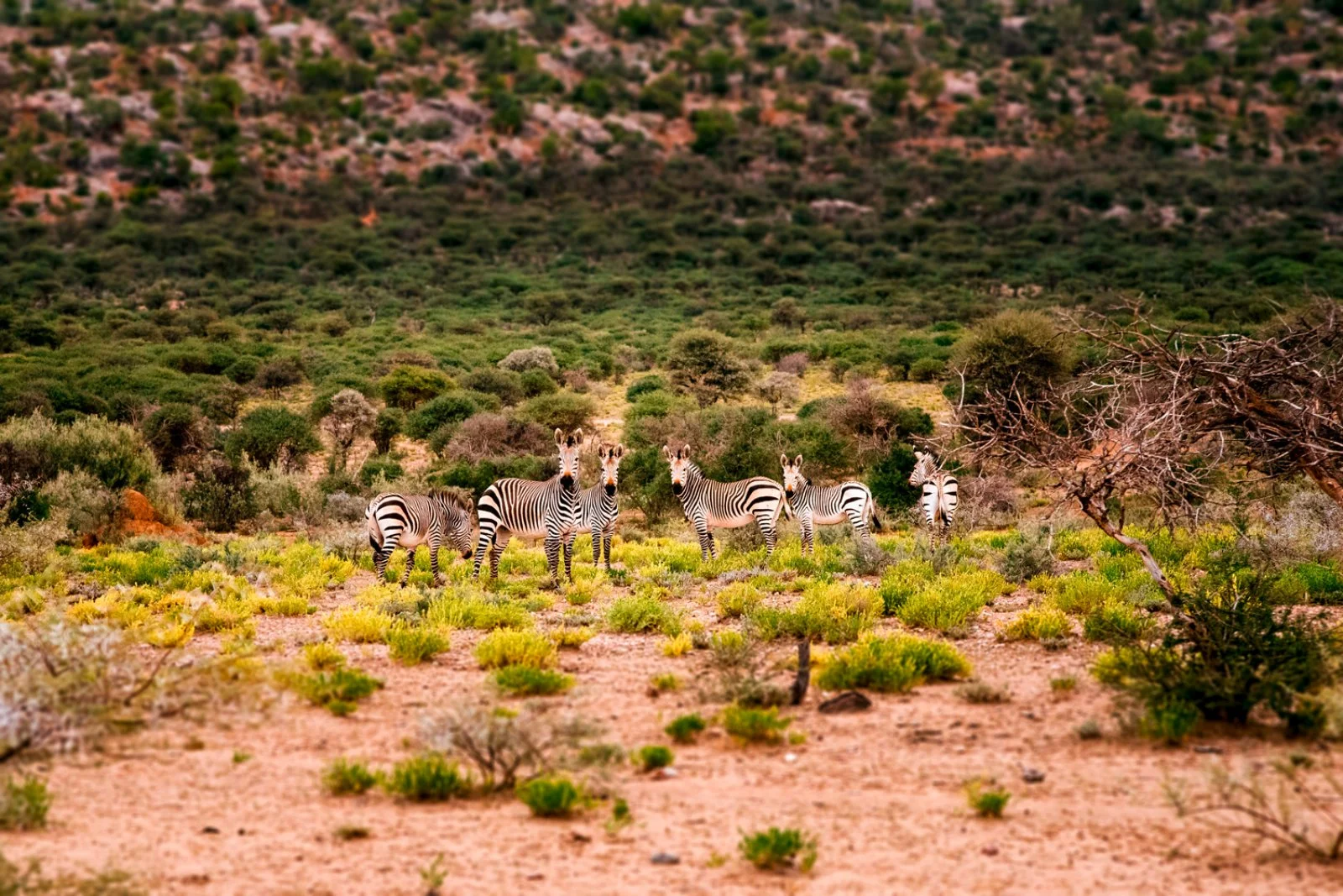 Parco Etosha - Mount Etjo