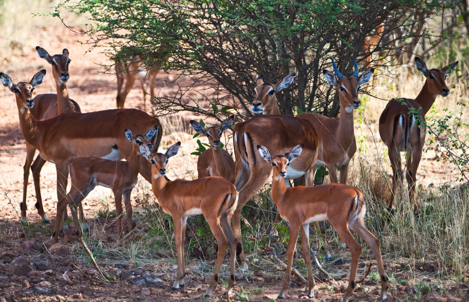 Parco Etosha - Mount Etjo