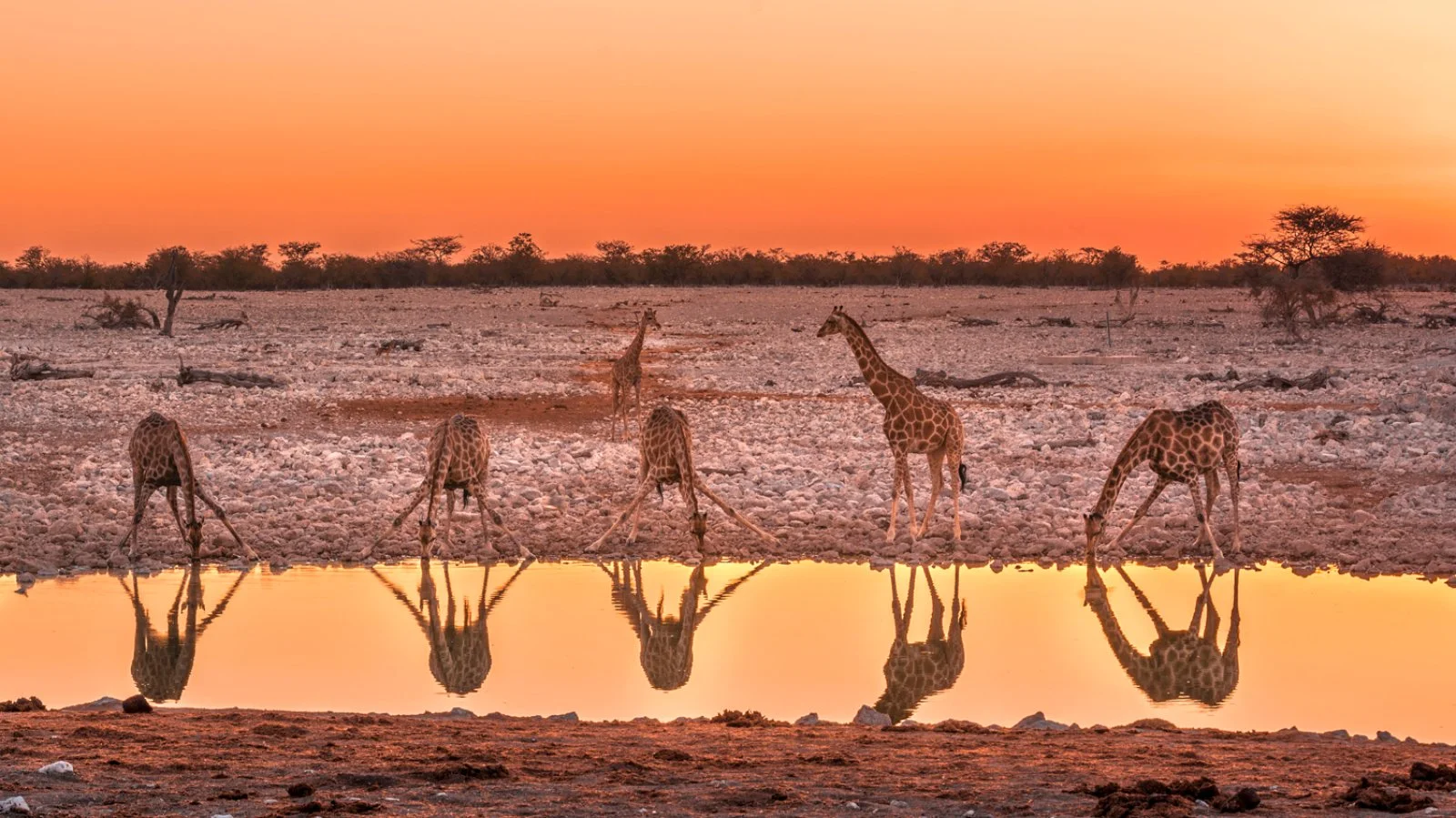 Parco Etosha
