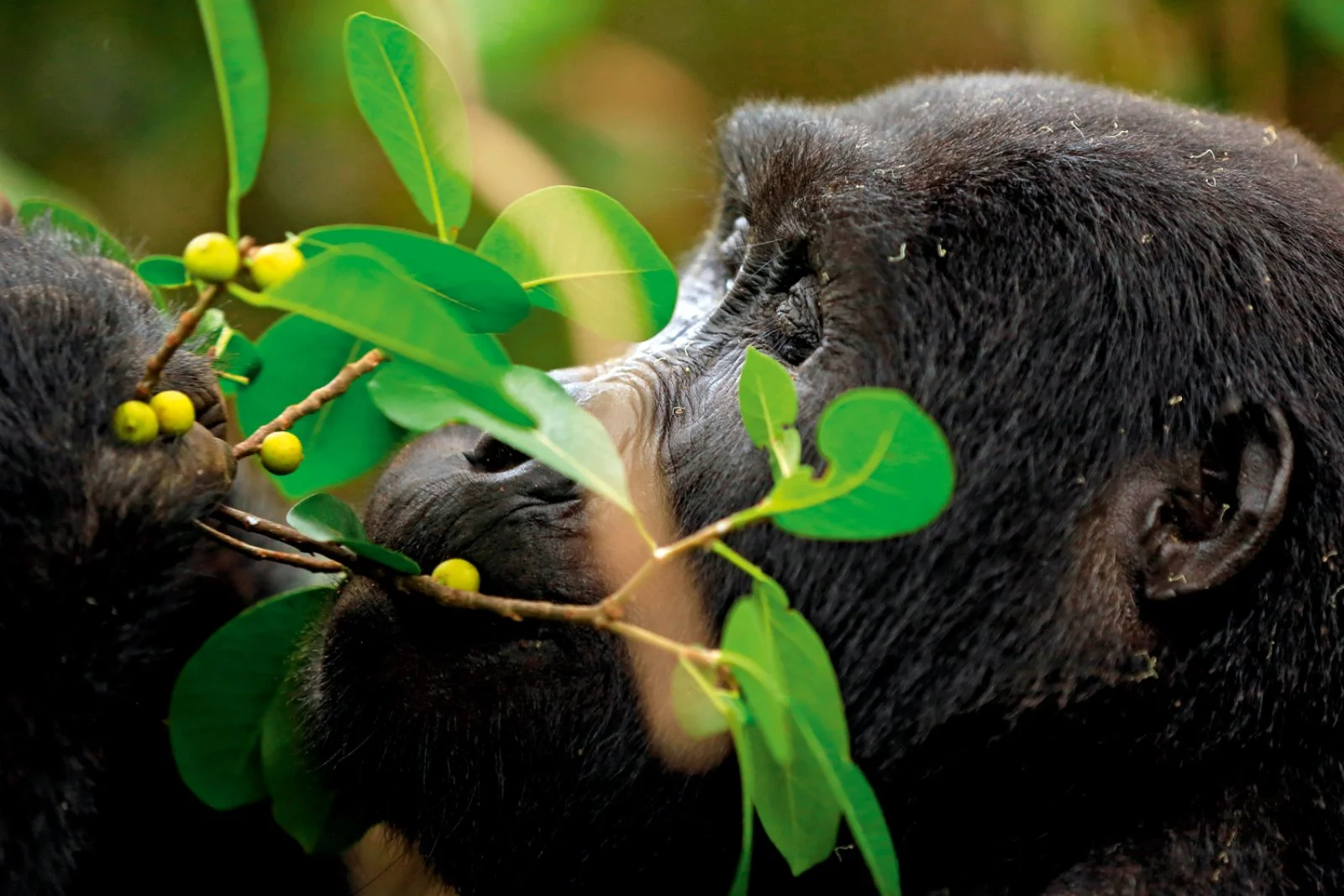 Avventura Tra I Primati Con Accompagnatore - Bwindi Impenetrable Forest