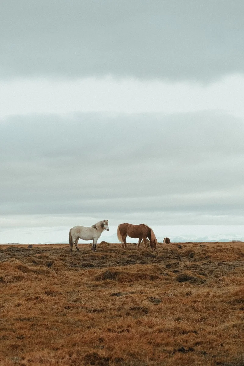 Akureyri - Hauganes - Glaumbær - Borgarnes - immagine 3 di 3