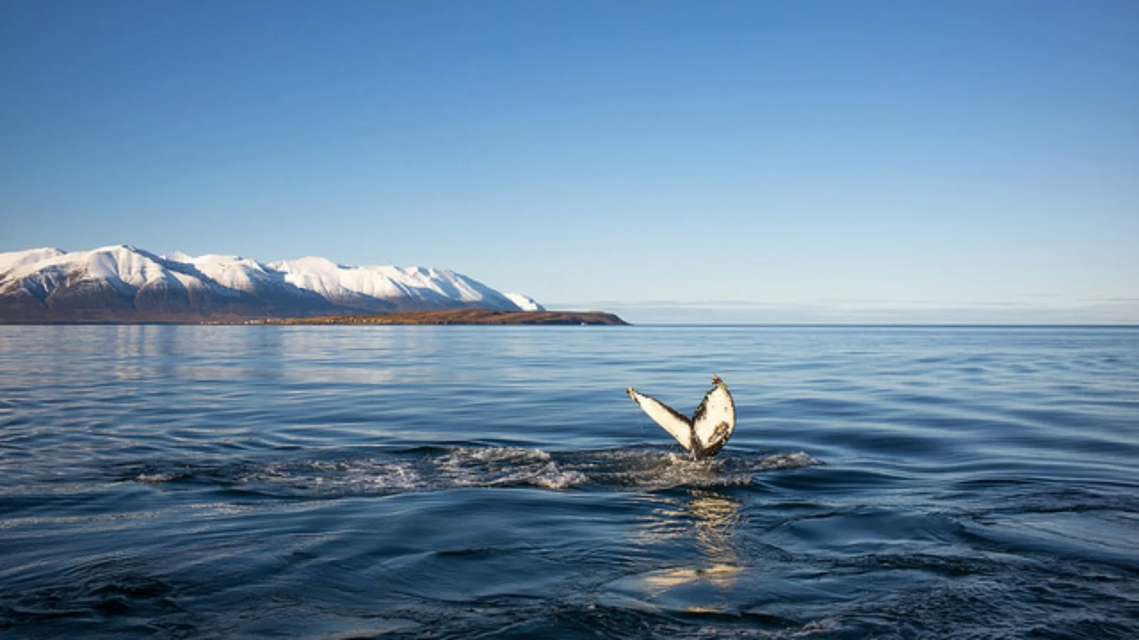 Akureyri - Hauganes - Glaumbær - Borgarnes - immagine 1 di 3