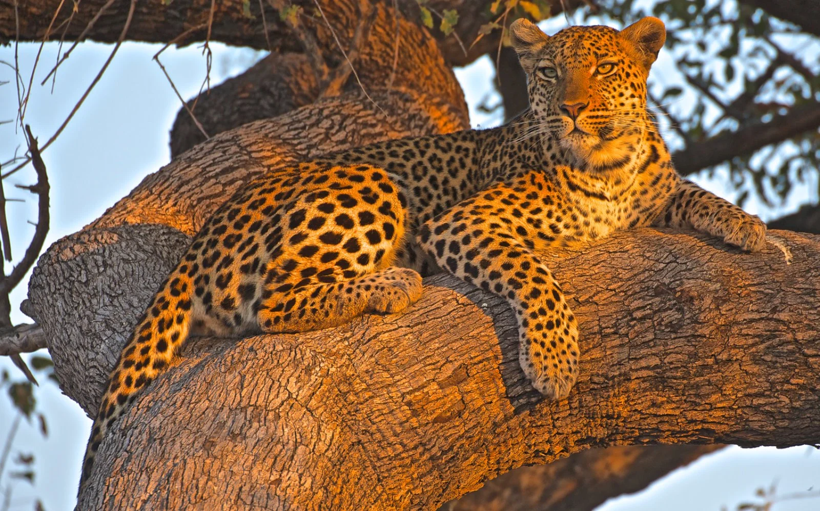 Parco Chobe - Delta dell'Okavango