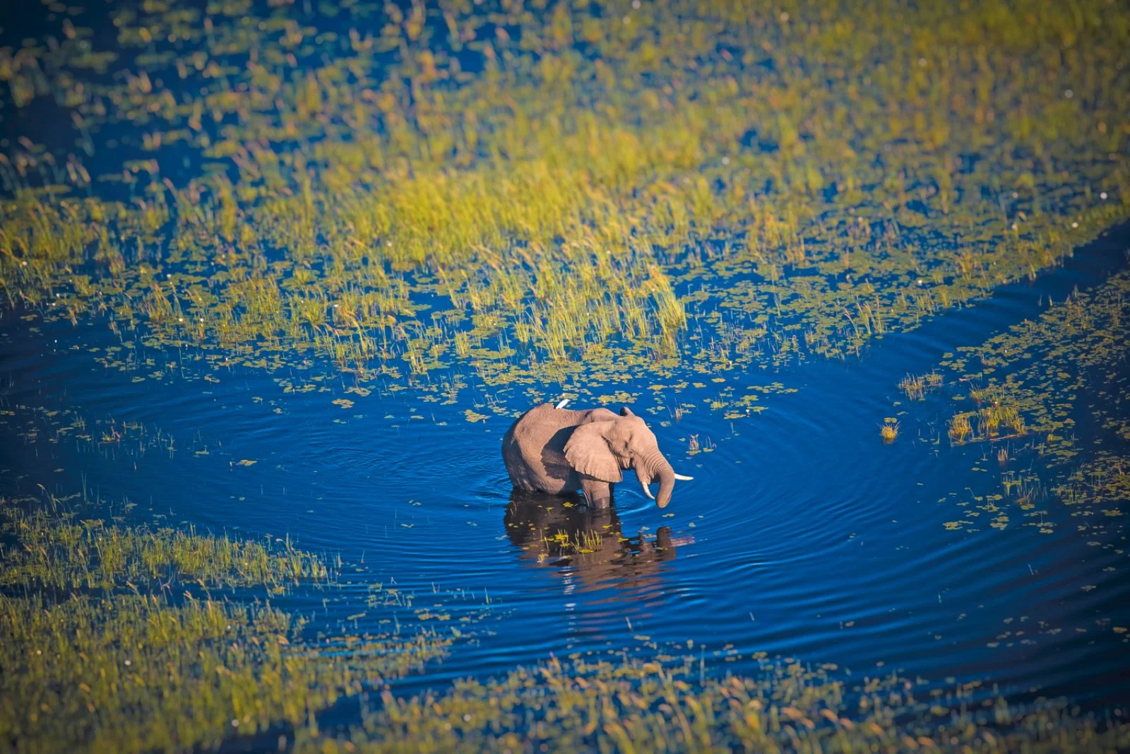 Parco Chobe - Delta dell'Okavango