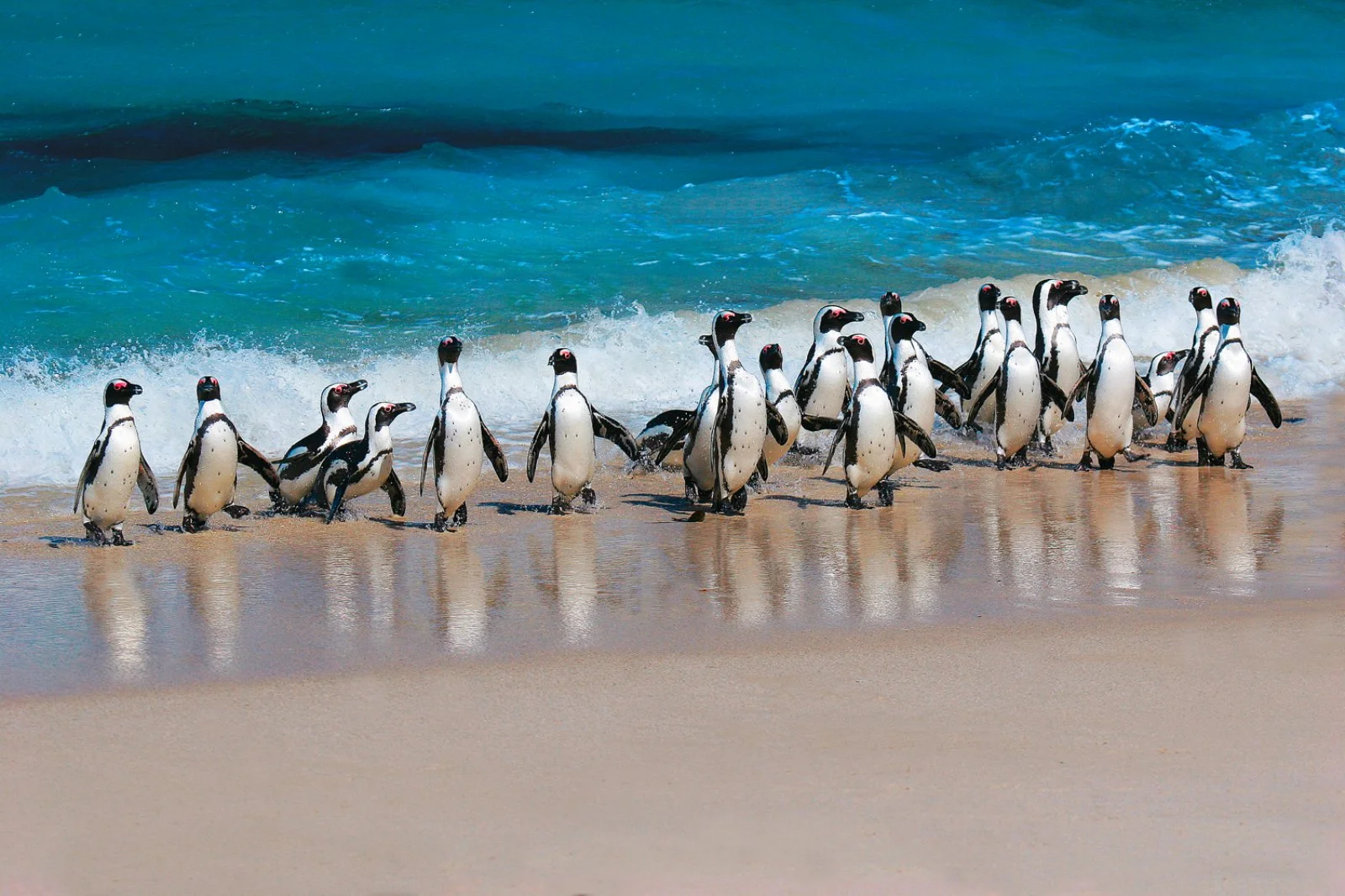 Città del Capo - Penisola del Capo