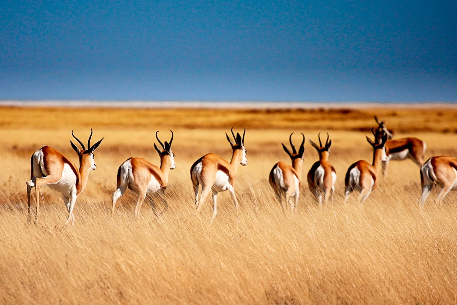 Parco Etosha