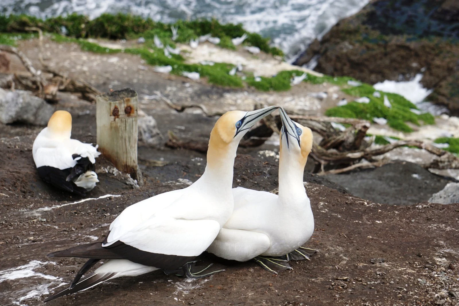 Panorami Neozelandesi 