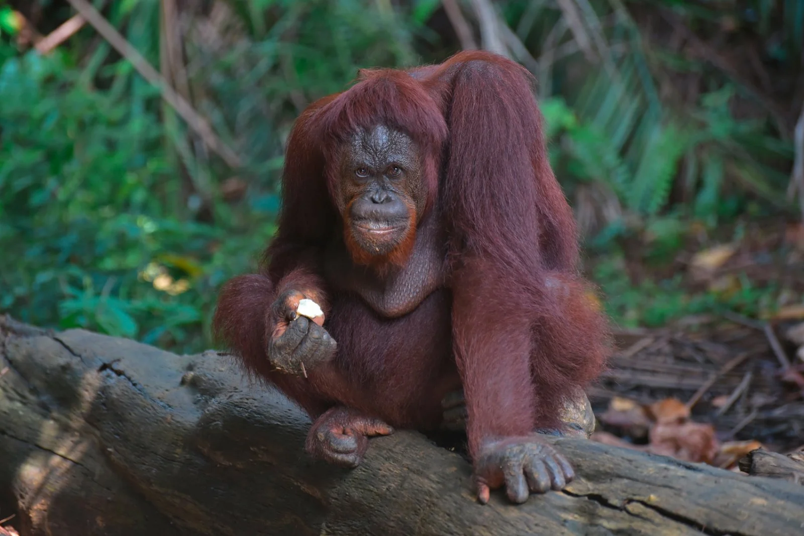 Taman Negara Explorer 