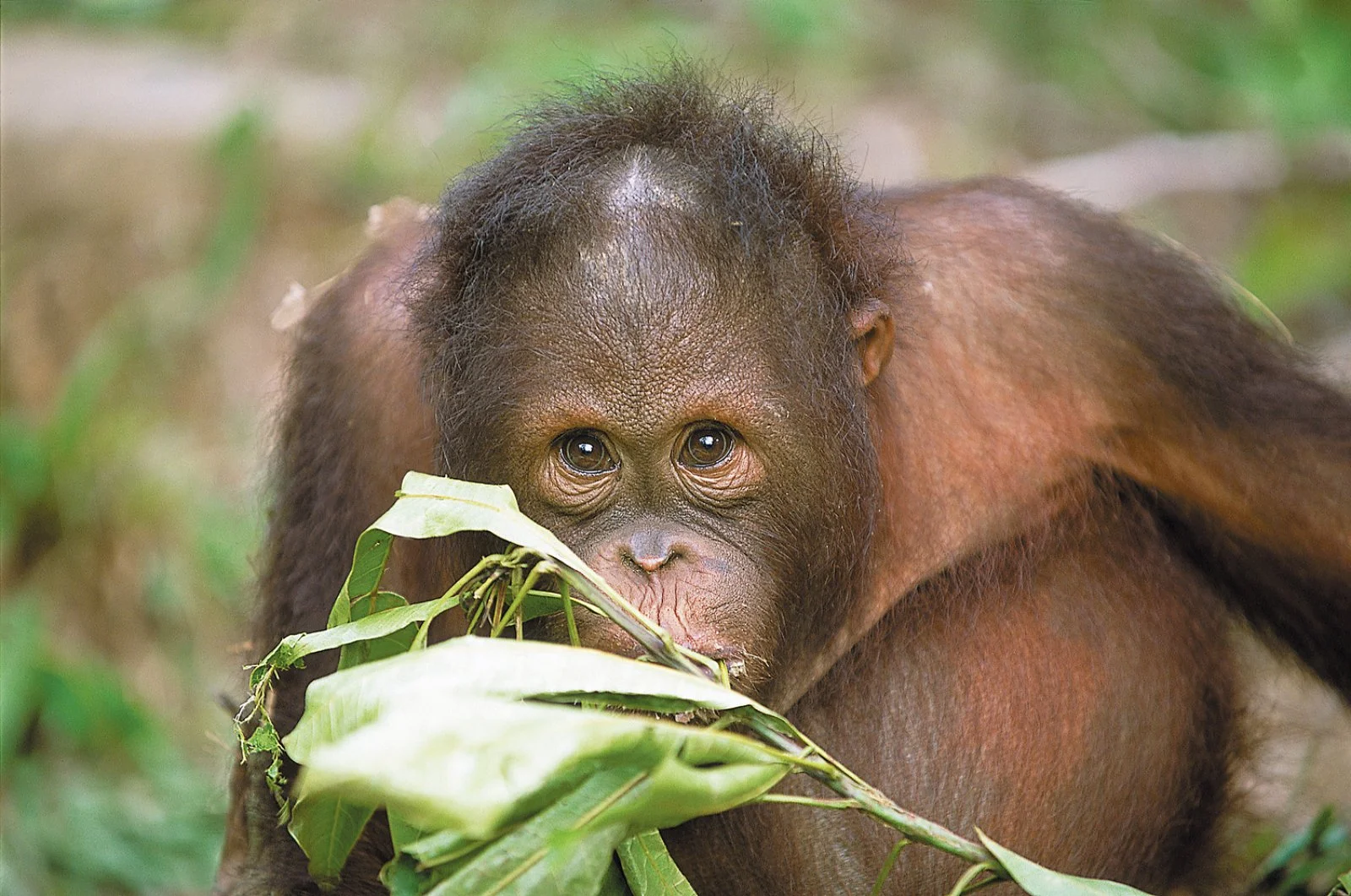 Taman Negara Explorer - Orang Utans (Orango)