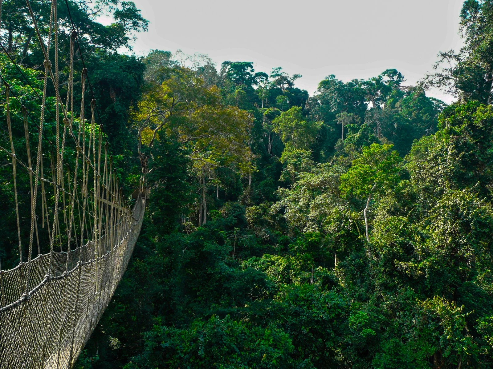 Taman Negara Explorer Pvt 