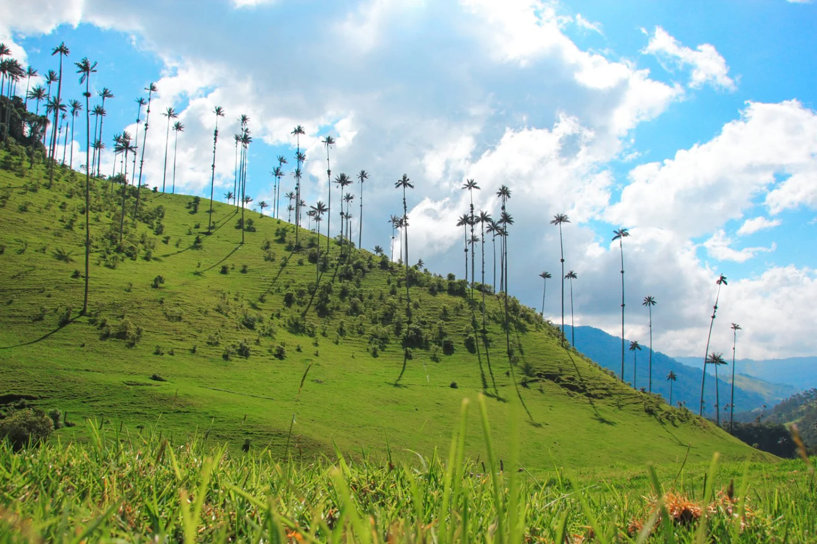Pereira – Valle del Cocora – Pereira