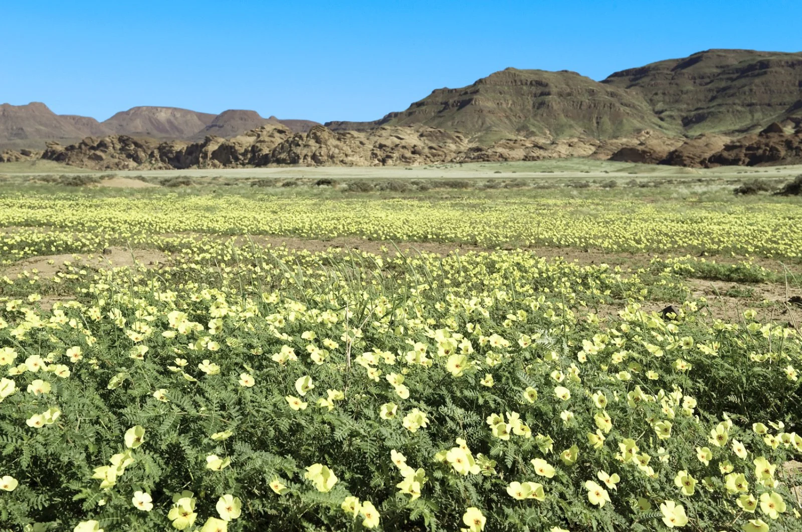Parco Etosha - Damaraland