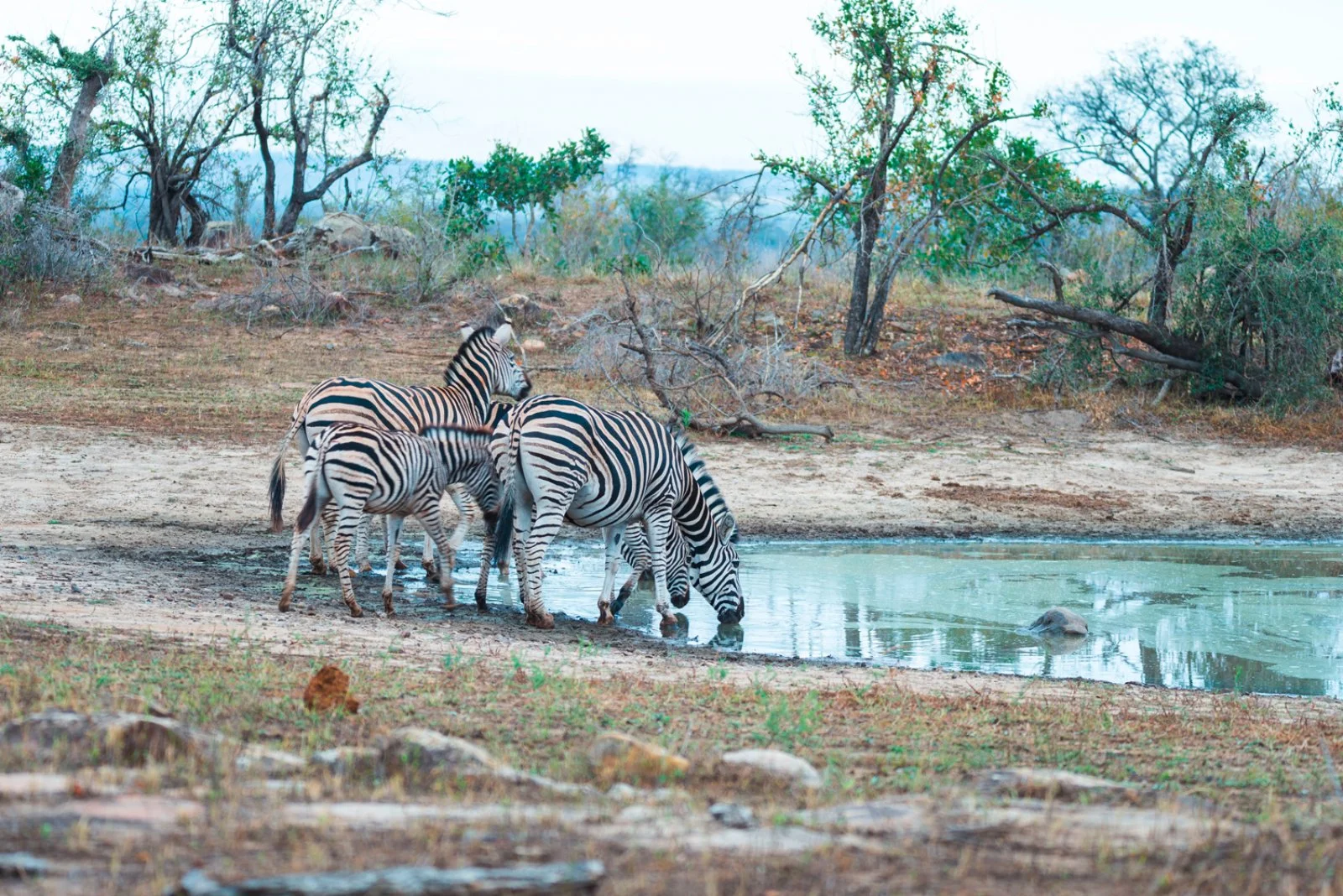 Città del Capo - Concessione Privata Parco Kruger