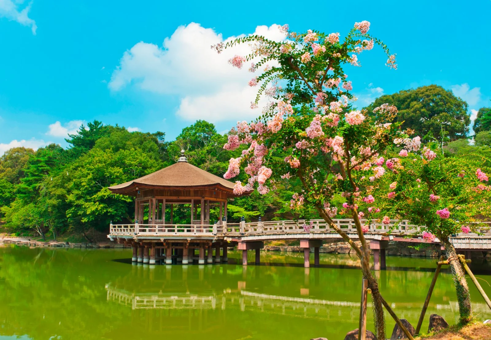 Magic Fiori Di Loto E Thailandia 