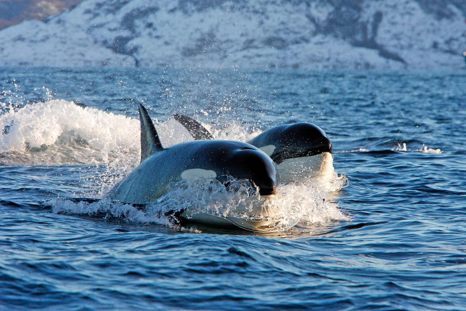 Norvegia Del Nord In Libertà Norvegia Del Nord In Libertà