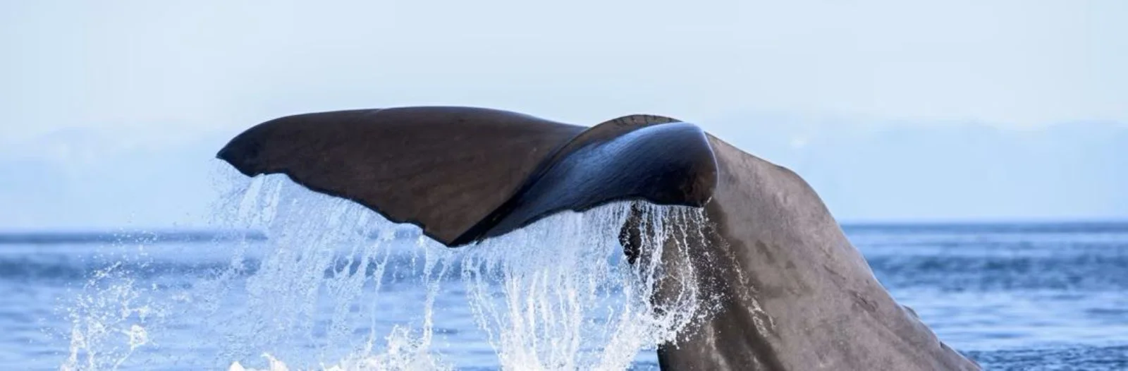 Isole Lofoten - Isole Vesteralen
