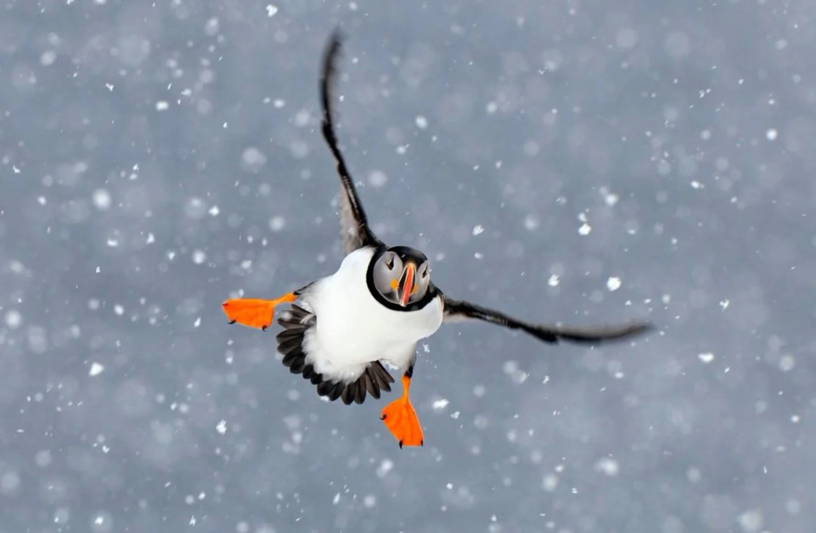 Isole Lofoten - Isole Vesteralen