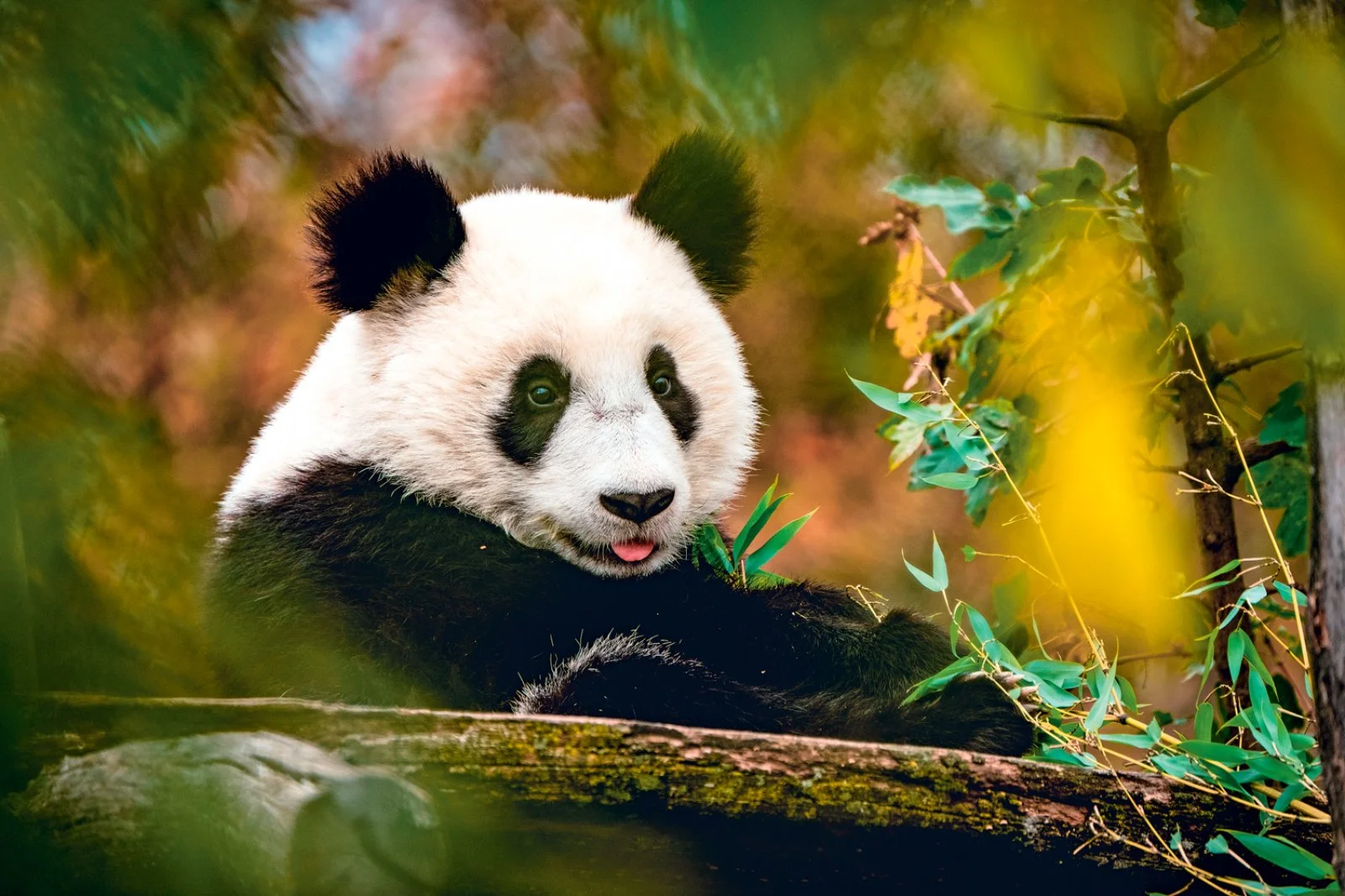 Chengdu, il regno dei panda