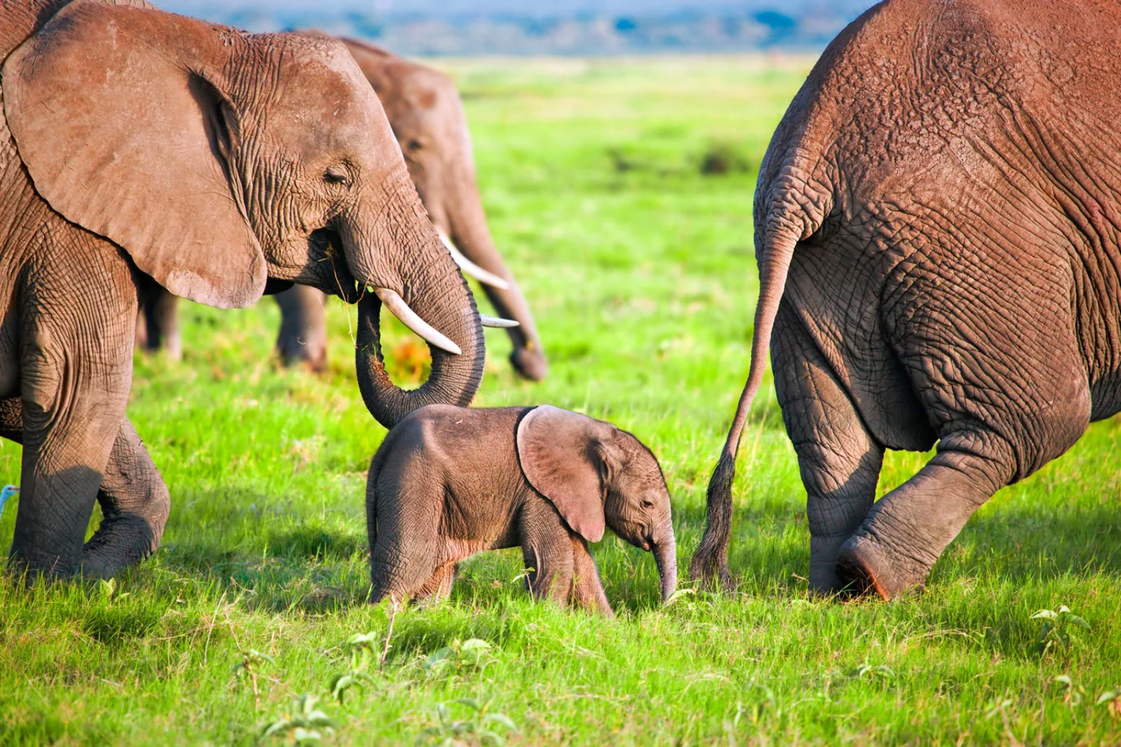 Masai Mara - Mombasa o Ukunda