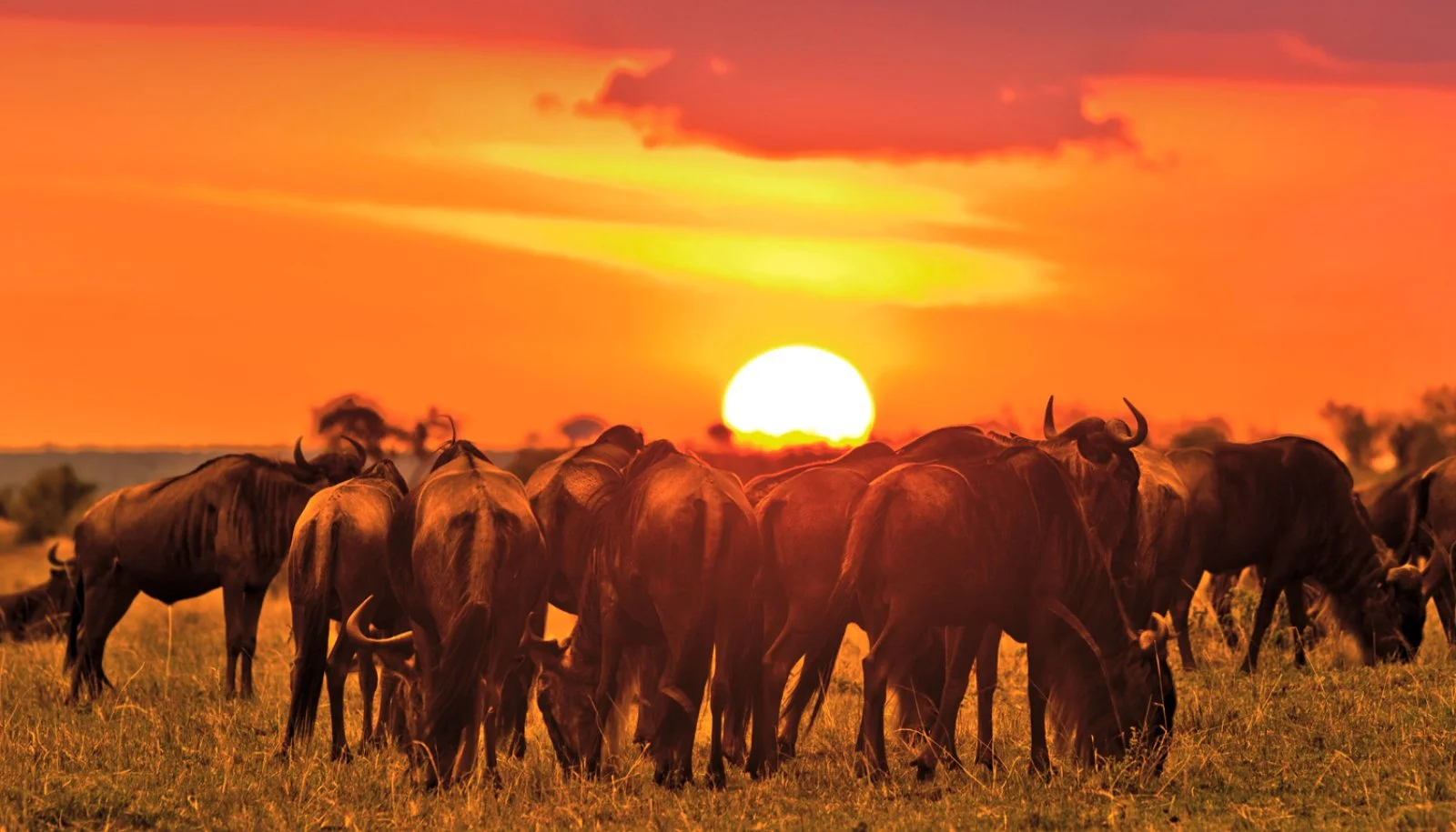 Masai Mara National Reserve