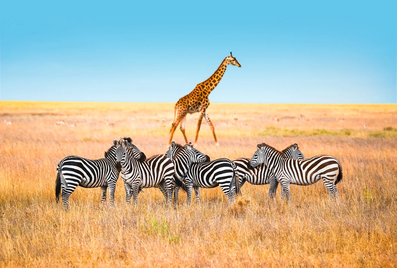 Safari Br Soul Of Tanzania Kilimanjaro Edition 