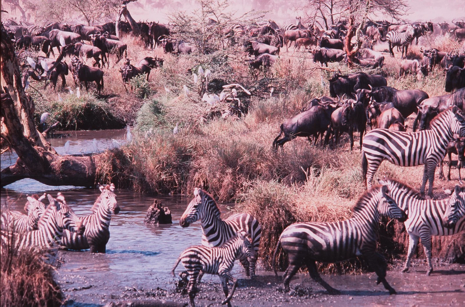 Tour Tanzania Horizons Kilimanjaro - Gnu