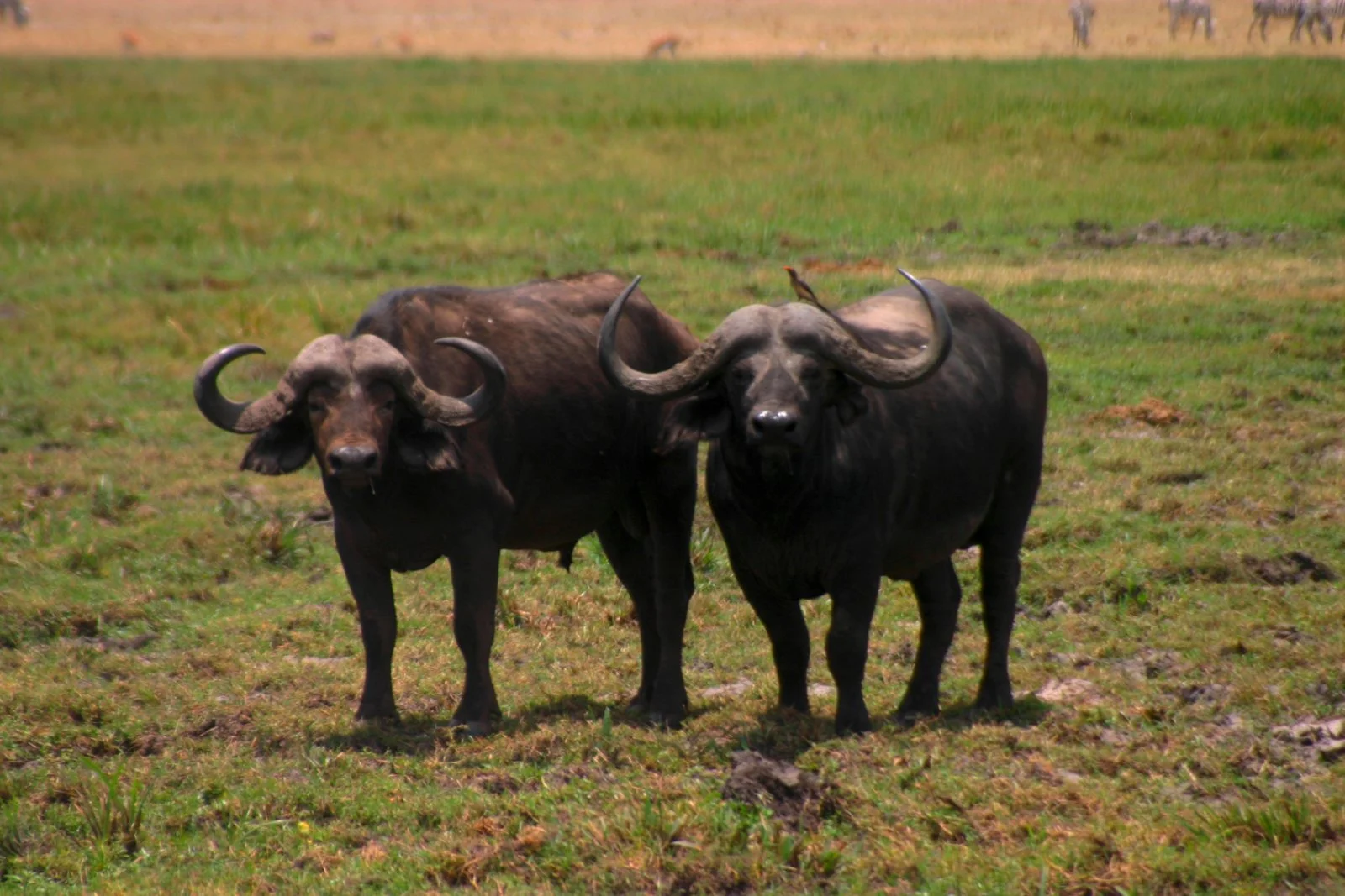 Tour Gran Tanzania Kilimangiaro Edition - Bufali Tour Gran Tanzania Kilimangiaro Edition - Bufali