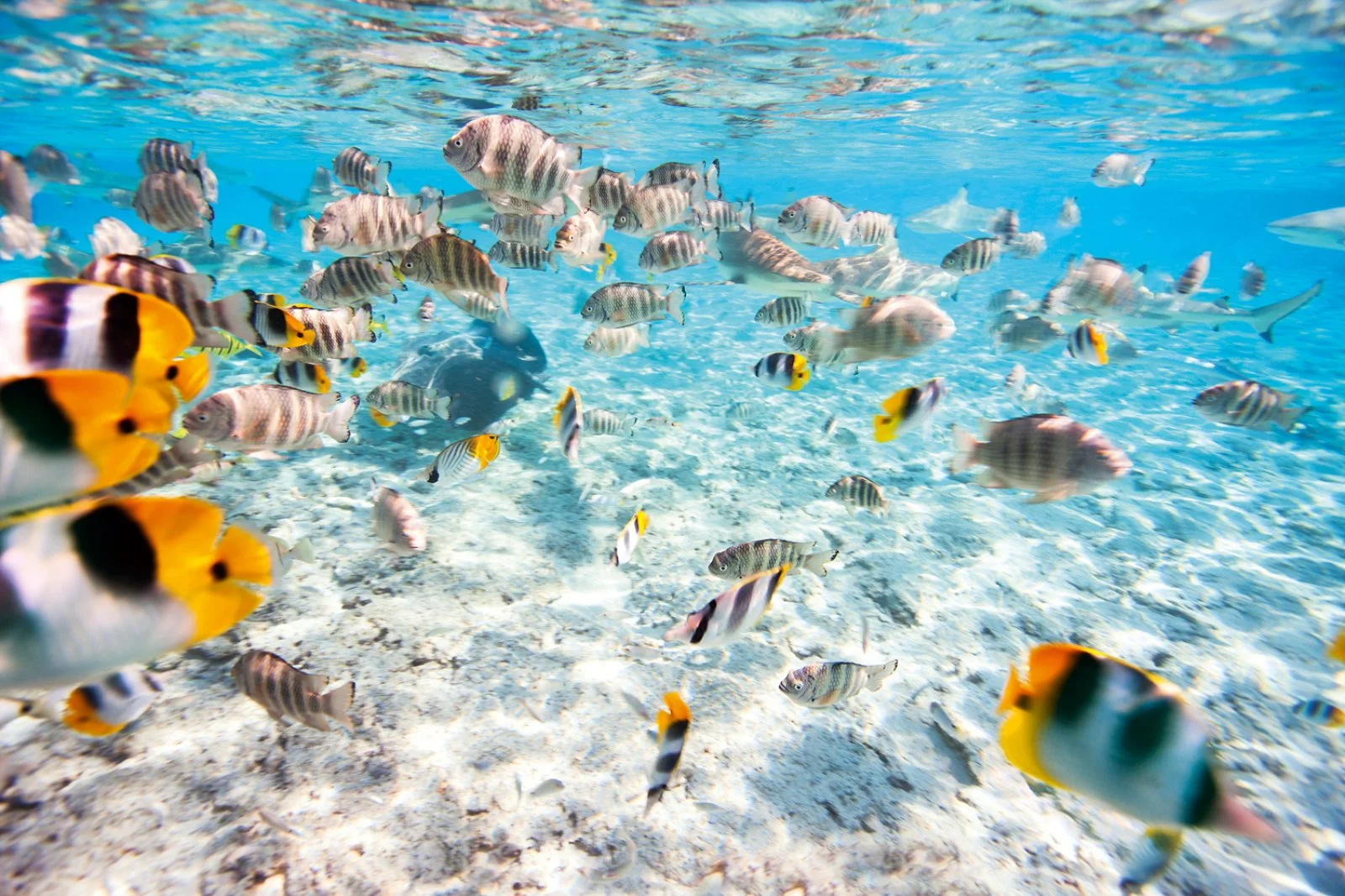 Voyager Polinesia E Bora Bora Con United Airlines - Barriera Corallina