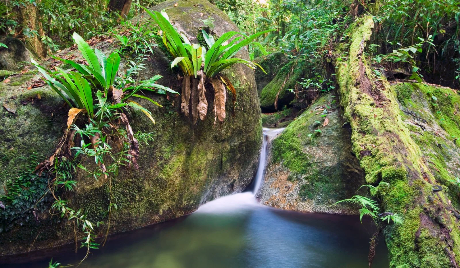 Foresta pluviale e camminata nel fiume