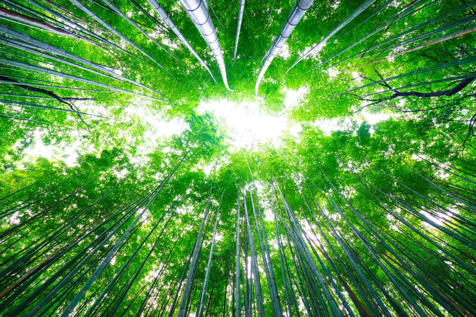 Japan 1924 Japan 1924