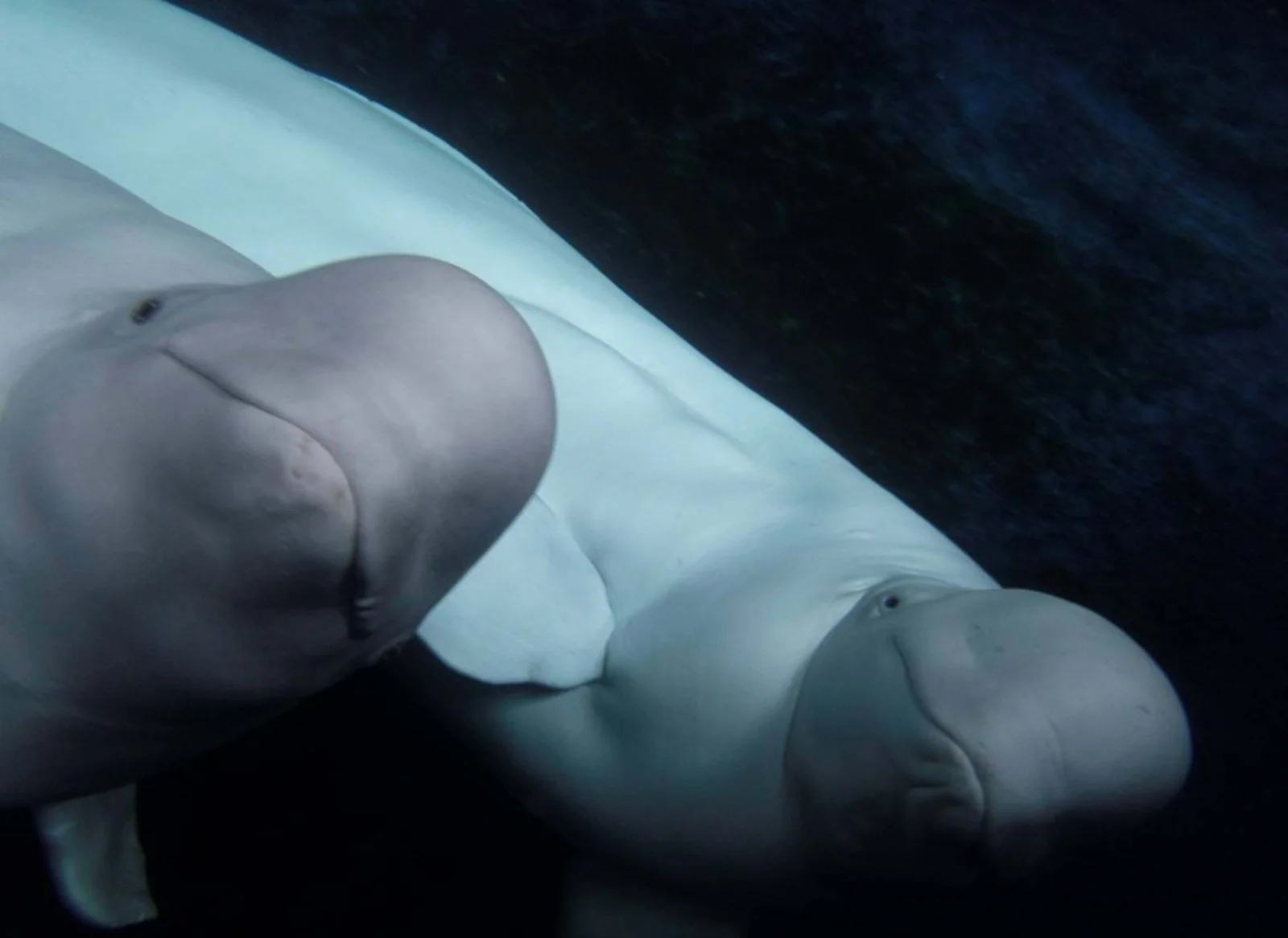 Voyager Family Islanda 