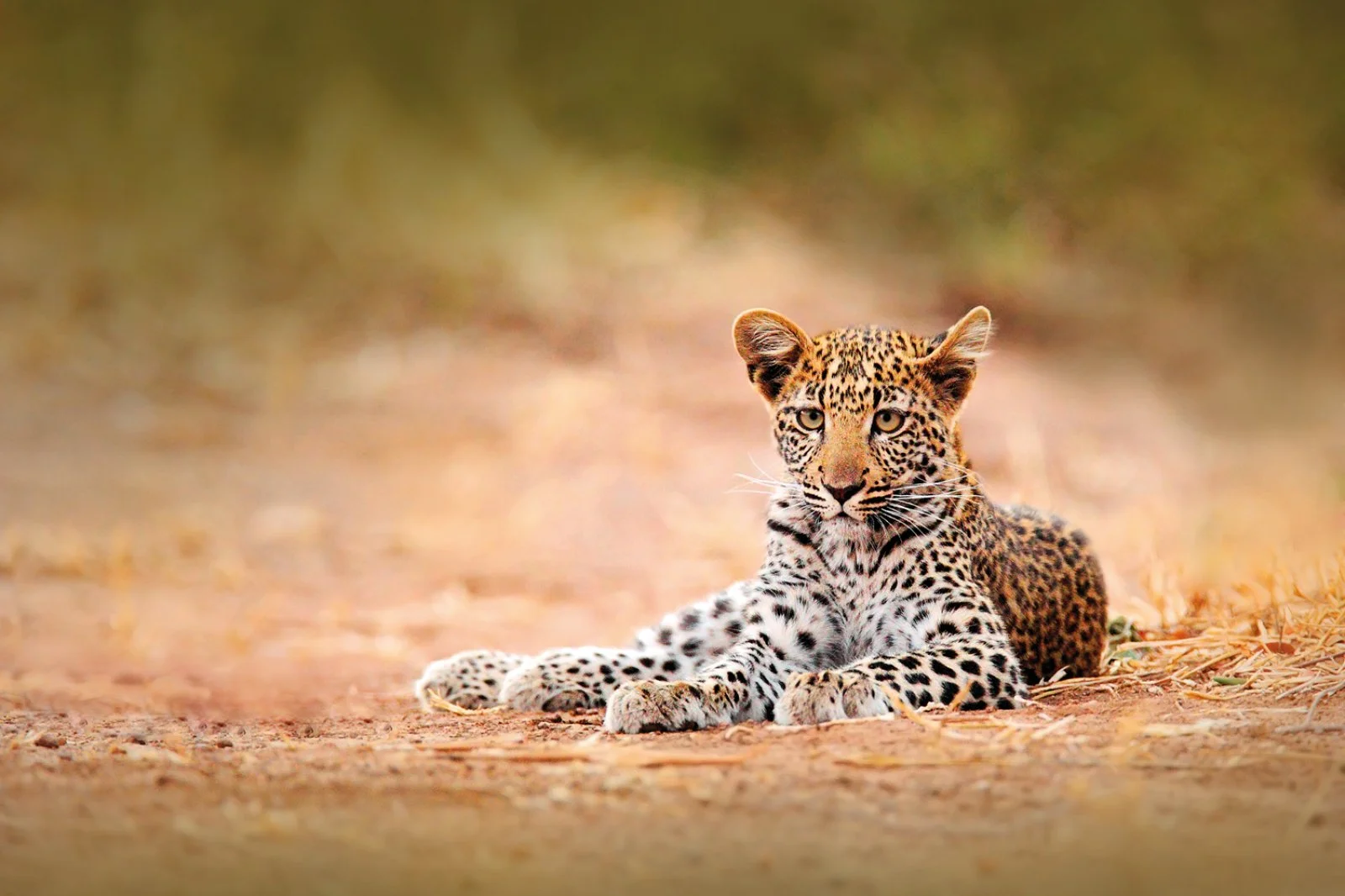 Johannesburg - Hoedspruit - Riserva di Moditlo