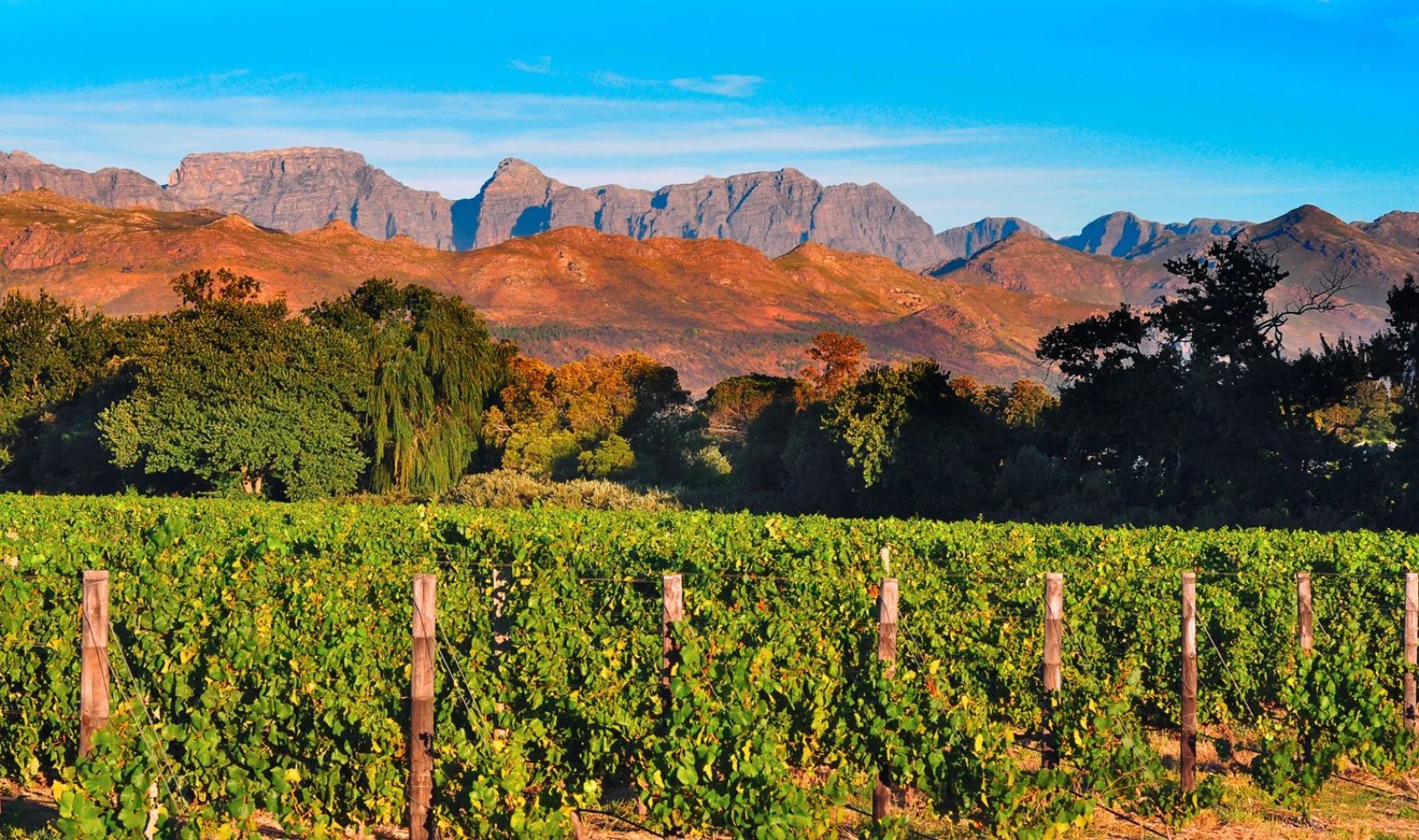 Leopard - Western Cape, Stellenbosch