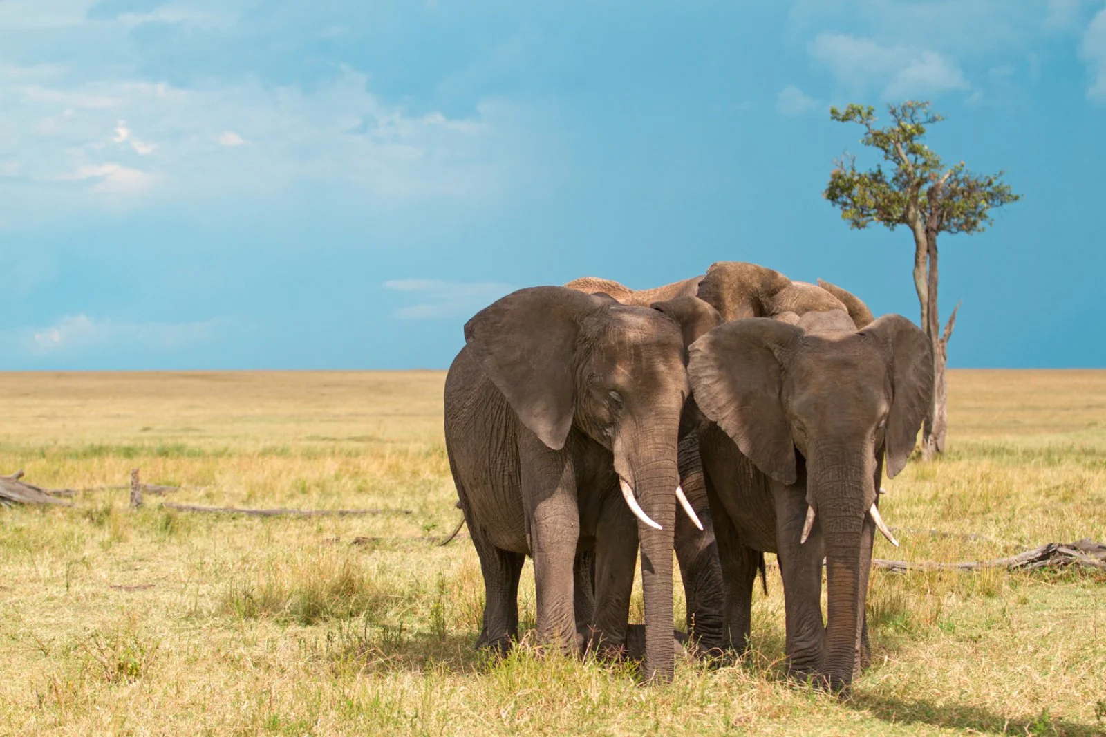 Safari in Africa