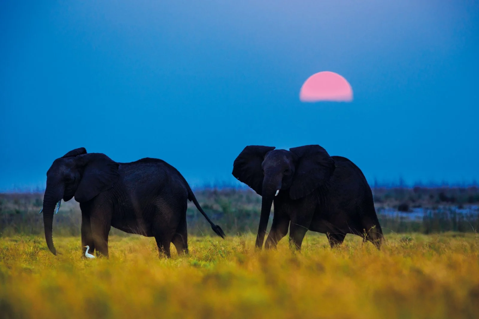 Khwai, Riserva Moremi - Maun - Italia