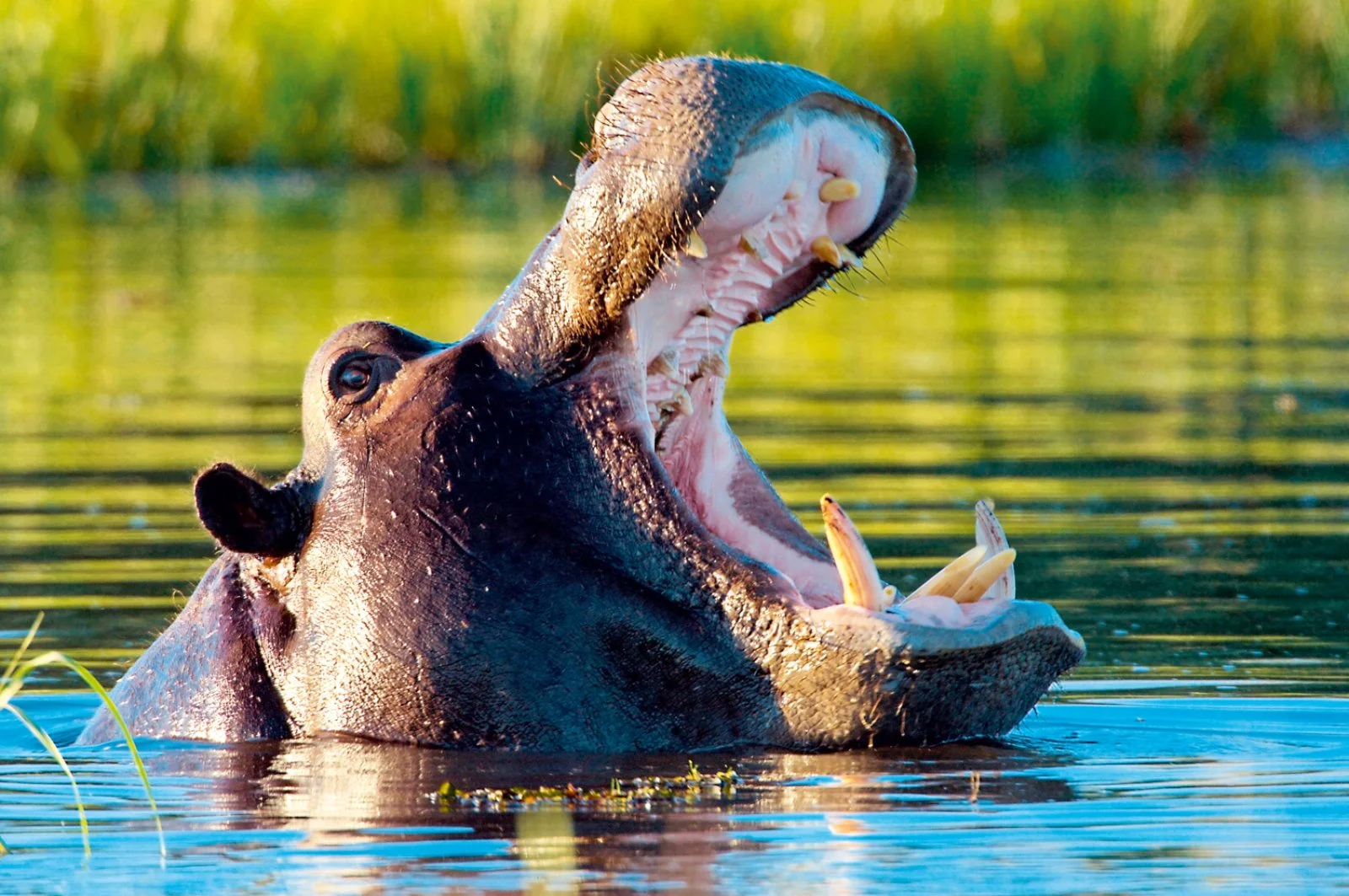 Voyager Botswana Voyager Botswana